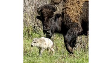 Esta fotografía del 4 de junio de 2024 muestra una rara cría blanca de bisonte, nacida en el Valle Lamar del Parque Nacional de Yellowstone, en Wyoming. (Erin Braaten/Dancing Aspens Photography vía AP)