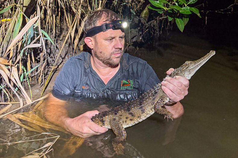 En esta foto proporcionada por Australian Reptile Park, su gerente Billy Collett sostiene un cocodrilo de agua dulce capturado en Ironbark Creek, cerca de Newcastle, Australia, el domingo 1 de marzo de 2026. (Brandon Gifford/Australian Reptile Park vía AP)
