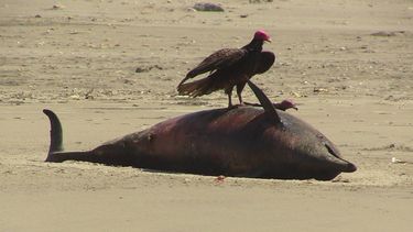 americateve | Un delf&iacute;n muerto en la playa de Puerto Eten en Lambayeque, Per&uacute;, el s&aacute;bado 4 de enero de 2014. M&aacute;s de 400 delfines fueron encontrados muertos el mes pasado en playas del Pac&iacute;fico, donde en 2012 se encontr&oacute; dos vec