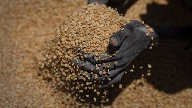 ARCHIVO - Una mujer etíope recoge porciones de guisantes amarillos para entregarlas a familias que esperan. Los alimentos fueron distribuidos por la Sociedad de Auxilios de Tigray en Agula, en el norte de Etiopía, 8 de julio de 2021. (AP Foto/Ben Curtis, File)