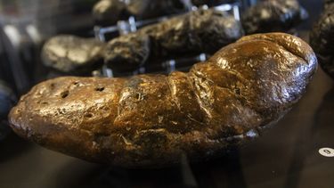 Excremento fosilizado de cocodrilo se exhibe en el Poozeum, el viernes 7 de junio de 2024, en Williams, Arizona. El museo en el norte de Arizona a lo largo de la Ruta 66 presenta heces fosilizadas de animales prehistóricos. El museo presenta aproximadamente 7.000 fósiles, incluido uno que se sospecha que pertenece a un tiranosaurio rex. (Foto AP/Ty ONeil)