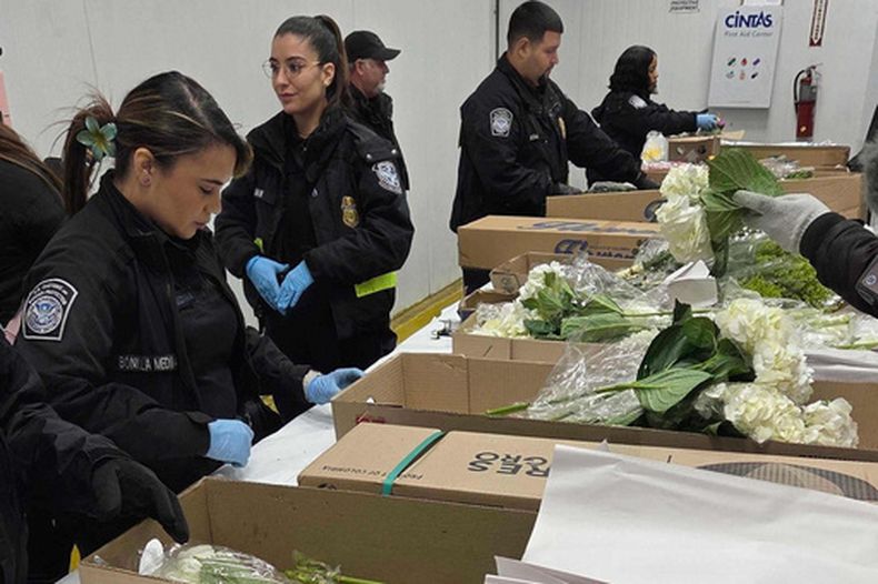Las flores del Día de San Valentín son desembaladas e inspeccionadas por especialistas agrícolas de la Oficina de Aduanas y Protección Fronteriza de Estados Unidos en el Aeropuerto Internacional de Miami, el viernes 6 de febrero de 2026. (AP Foto/David Fischer)