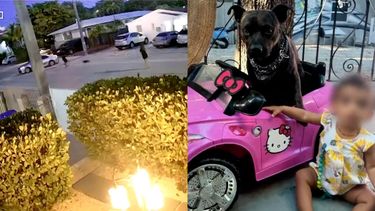 exclusiva: revelan video donde hombre le dispara a un perro en un vecindario de miami