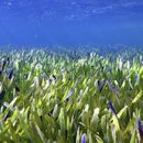 Descubren planta más grande del mundo en Australia