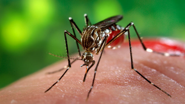 ¿como se preparan las autoridades sanitarias del sur de la florida ante la amenaza del virus zika?