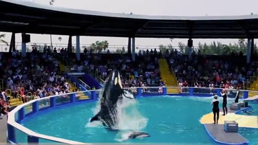 miami seaquarium dejara de presentar espectaculos con la ballena lolita