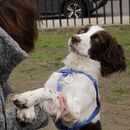 Estudio: Personalidad de perros no depende tanto de su raza