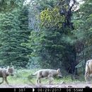Estudio: Lobos ahuyentan a venados y reducen choques en 24%