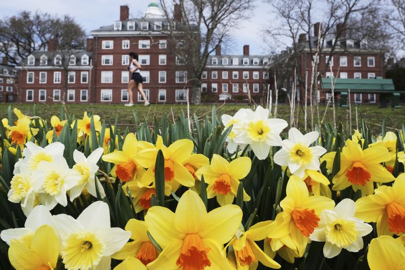 Una corredora pasa por narcisos y dormitorios en la Universidad de Harvard, el martes 15 de abril de 2025, en Cambridge, Massachusetts (AP Foto/Charles Krupa)