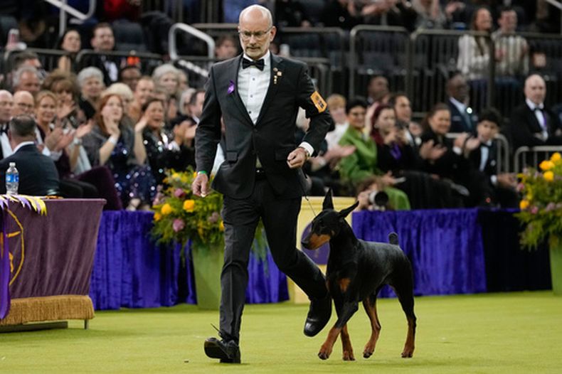 Penny, una dóberman pinscher, compite en la evaluación del premio Best in Show del 150ma Concurso Canino del Westminster Kennel Club, el martes 3 de febrero de 2026, en Nueva York. (Foto AP/Yuki Iwamura)