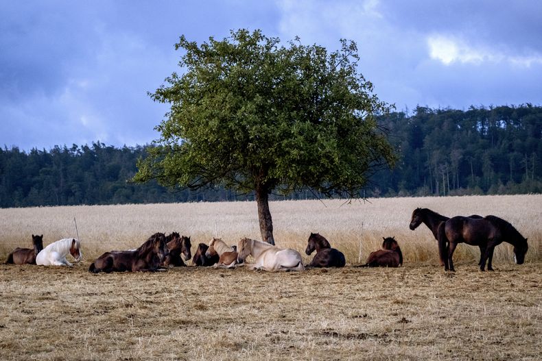 ARCHIVO - Caballos islandeses descansan bajo un árbol en un campo de cría en Wehrheim, cerca de Fráncfort, Alemania, 16 de julio de 2023. Los alemanes deberían emular la costumbre del sur de Europa de la siesta durante las frecuentes olas de calor, dice una asociación de funcionarios de salud pública. (AP Foto/Michael Probst)
