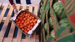 Un voluntario coloca una caja de tomates durante una distribución de alimentos en San Antonio Food Ban para beneficiarios del programa SNAP y otras familias afectadas por el cierre del gobierno federal, el jueves 6 de noviembre de 2025, en San Antonio, Texas. (AP Foto/Eric Gay)