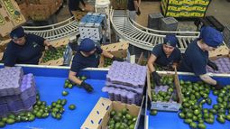 Trabajadoras examinan aguacates en una planta empacadora el miércoles 27 de noviembre de 2024, en Uruapan, México. (AP Foto/Armando Solis)