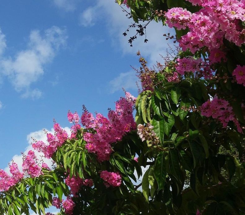 pinkflower153917812801.jpg