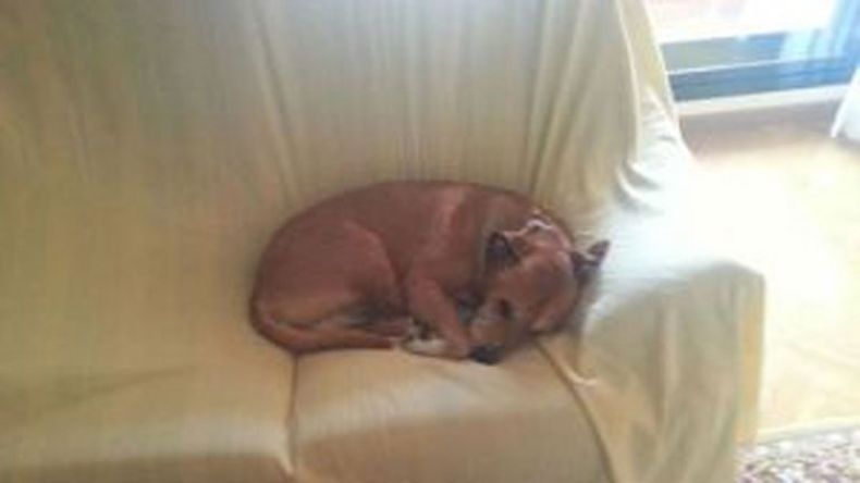 Javier L. R, pareja de Teresa R. R, la auxiliar de enfermería contagiada, publicó un mensaje en las redes sociales para tratar de salvar al animal