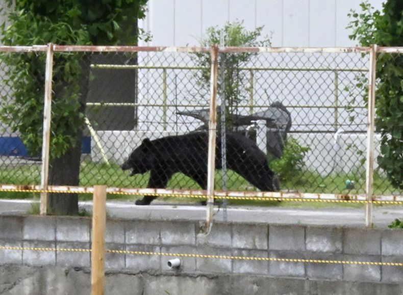 Un oso cerca de unas oficinas en Fukushima, Japón, el 2 de junio del 2026. (Kyodo News via AP)