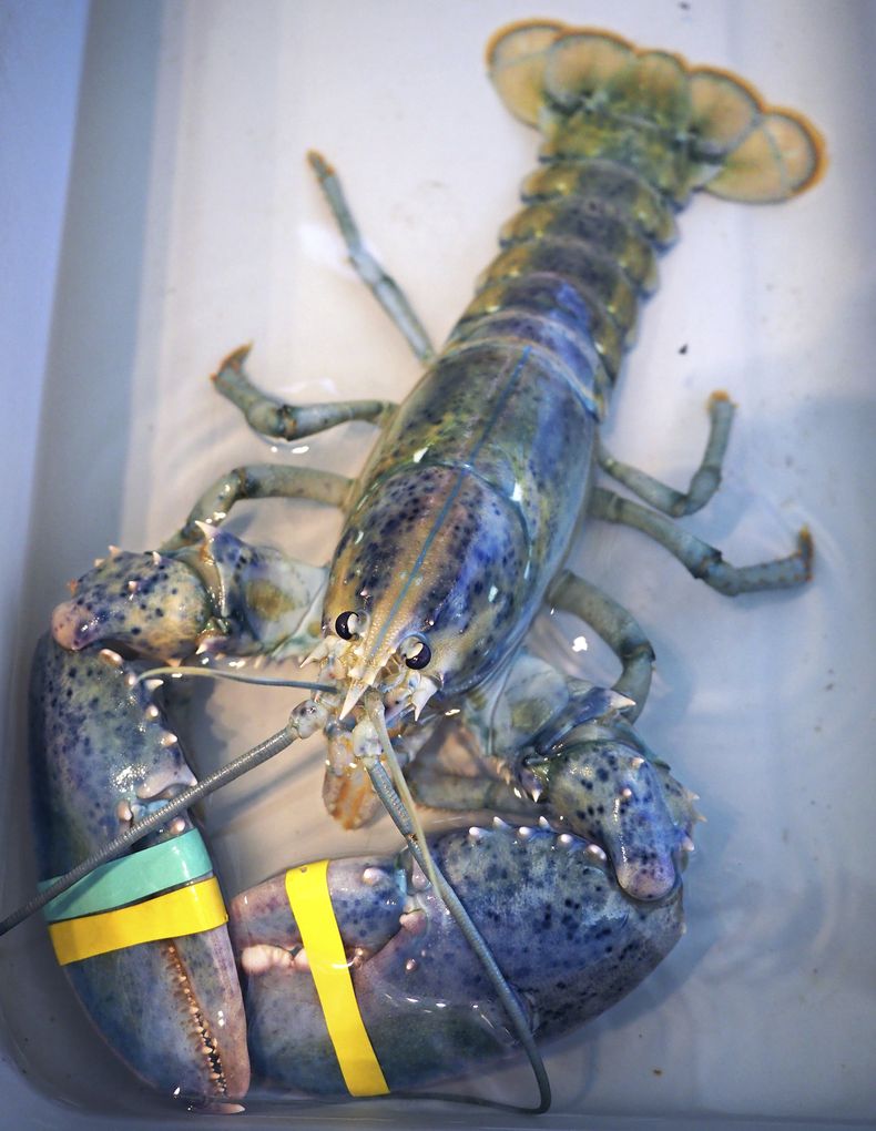 AMN-GEN_LANGOSTA_AZUL-0.jpg