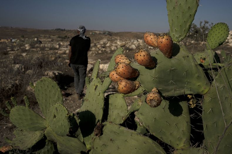 Hassan Battat en la localidad cisjordana de Khirbet Zanuta, jueves 29 de agosto de 2024. (AP Foto/Maya Alleruzzo)