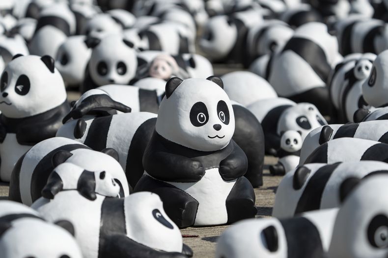 Una parte de 2.500 esculturas de pandas son exhibidas en el Aeropuerto Internacional de Hong Kong, durante un ceremonia de apertura para la muestra con temática de panda Panda Go en Hong Kong, el lunes 2 de diciembre de 2024. (AP Foto/Chan Long Hei)