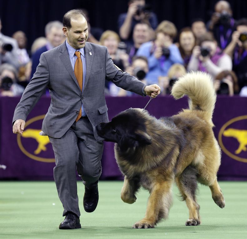 ARCHIVO — Darío, un Leonberger, intenta conseguir las golosinas en el bolsillo de su entrenador Sam Mammano durante la competencia del grupo de trabajo, en la 140a exhibición canina del Westminster Kennel Club, en el Madison Square Garden de Nueva York, el 16 de febrero de 2016. (Foto AP/Seth Wenig, archivo)