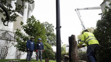 Trabajadores quitan un árbol supuestamente plantado por el presidente Andrew Jackson, en la Casa Blanca en Washington el 7 de abril del 2025. (Pool via AP)
