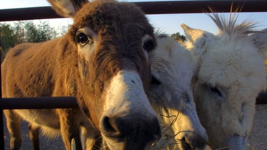 ejiao, la exotica gelatina medicinal china que pone en peligro a los burros como especie