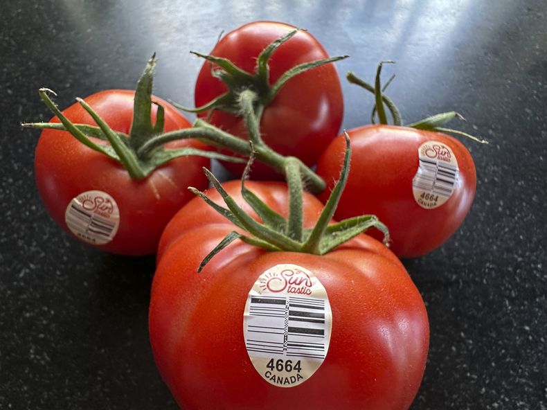 Un racimo de tomates cultivados en Canadá en una cocina doméstica, el 1 de abril de 2025, en East Derry, Nueva Hampshire. (AP Foto/Charles Krupa)
