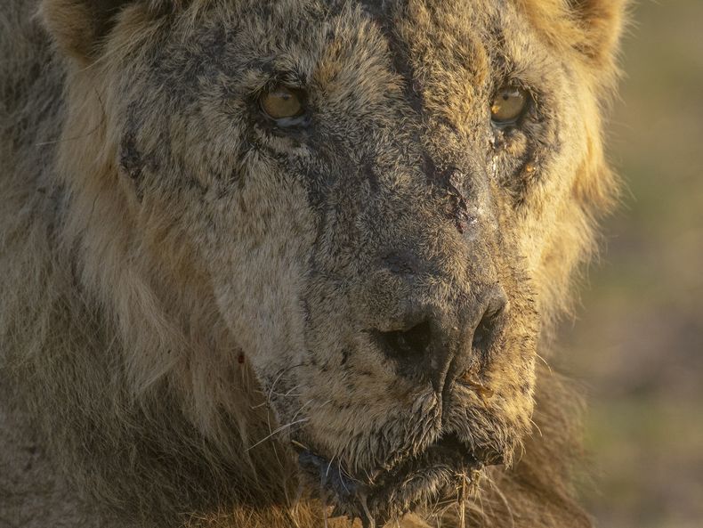 Loonkiito, uno de los leones más viejos de Kenia en vida silvestre, en el Parque Nacional Amboseli, el 20 de abril de 2023. Pastores furiosos por la muerte de sus cabras mataron a este y varios leones más en mayo de 2023. (Foto, Philip J. Briggs/Lion Guardians via AP, Archivo)