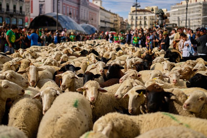 Un rebaño es guiado por el centro de Madrid, España, mientras los pastores las guían por las calles en defensa de los antiguos derechos de pastoreo y migración, el domingo 19 de octubre de 2025. (AP Foto/Manu Fernández)