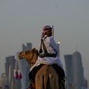 Hasta los camellos trabajan horas extra en el Mundial