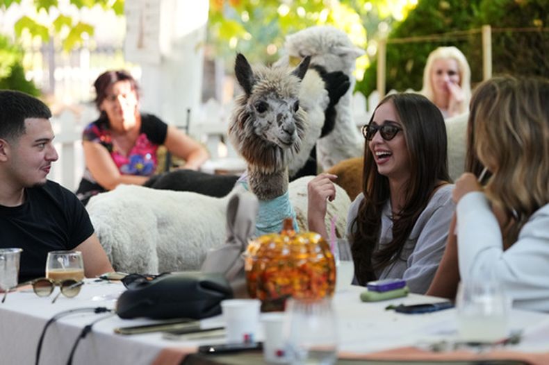 Seis alpacas se mueven entre las mesas de la cafetería de Alpaca, interactuando con los clientes en el pueblo de Stajicevo, 50 kilómetros al norte de Belgrado, Serbia, el miércoles 30 de septiembre de 2026. (AP Foto/Darko Vojinovic)