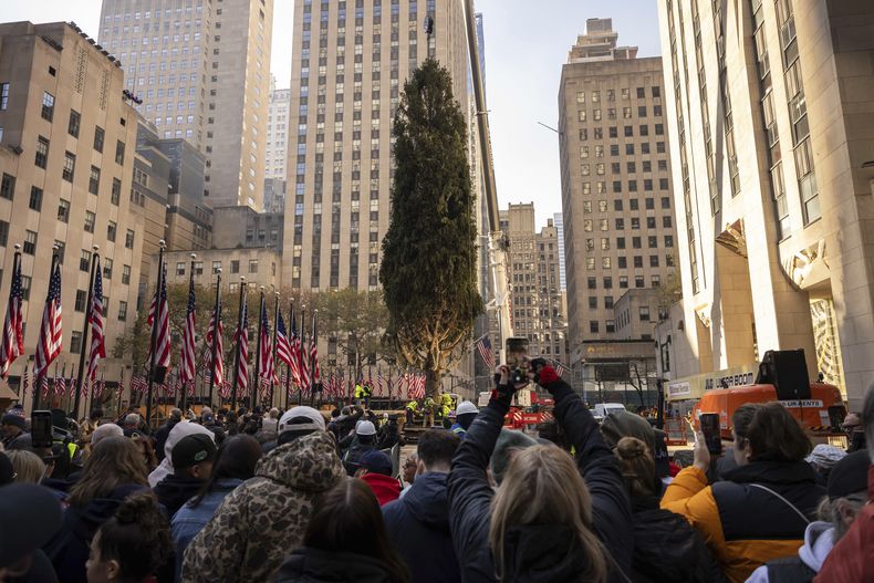 Una grúa levanta el árbol de Navidad que este año adornará el Rockefeller Center, en Nueva York, el 9 de noviembre de 2024. (AP Foto/Yuki Iwamura)