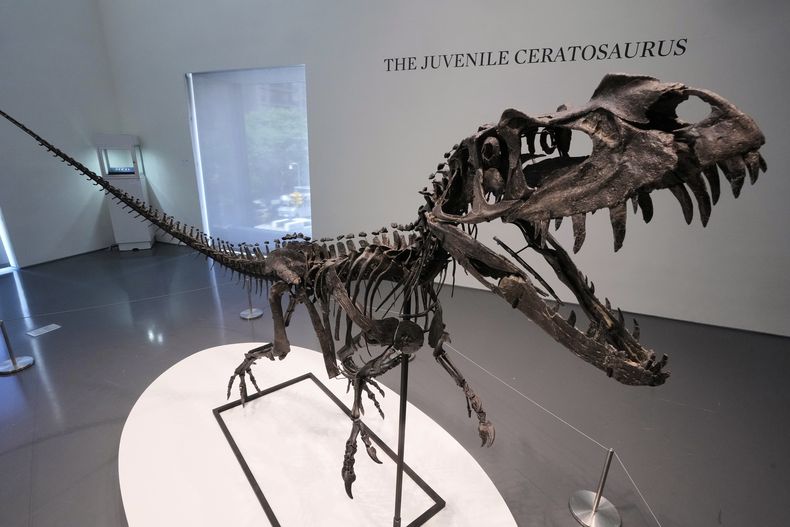 Un esqueleto montado de un ejemplar joven de ceratosaurus, de la era tardía del Jurásico, hace entre 154 y 149 millones de años y valorado en entre 4 y 6 millones de dólares, se ve en Sothebys, en Nueva York, el miércoles 9 de julio de 2025, dentro de su semana de subastas Geek Week, el 16 de julio de 2025. (AP Foto/Richard Drew)