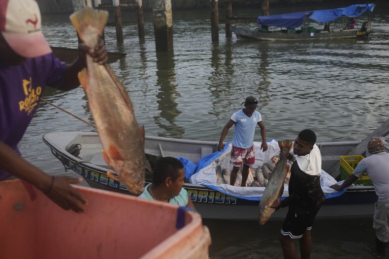 Algunos pescadores descargan los peces que capturaron, el sábado 5 de abril de 2025, en Puerto Kimba, Panamá. (AP Foto/Matías Delacroix)