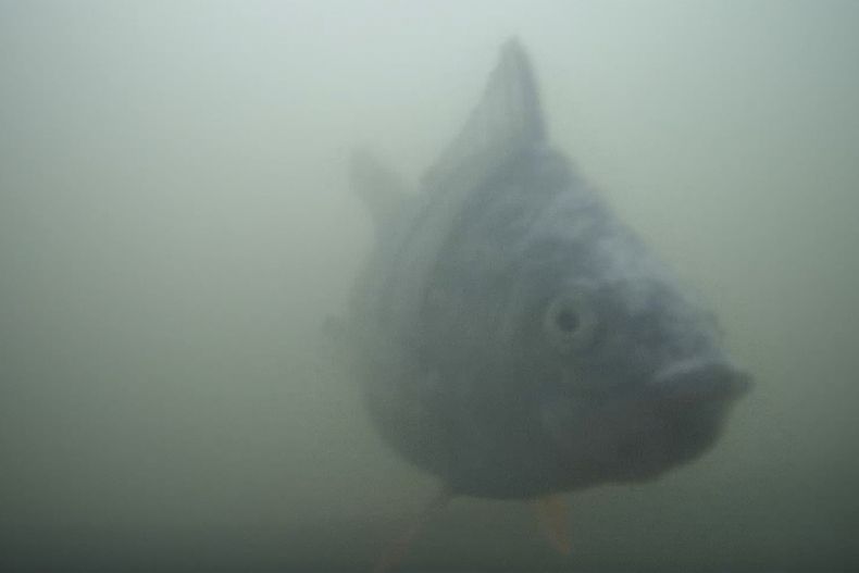 Una foto sin fecha de un pez en la compuerta de un río en la ciudad holandesa de Utrecht, Holanda, donde se instaló un timbre para peces que permite a los seguidores de una retransmisión en vivo alertar a las autoridades cuando empiezan a acumularse peces atrapados en su migración de primavera a zonas poco profundas de cría. (Visdeurbel via AP)