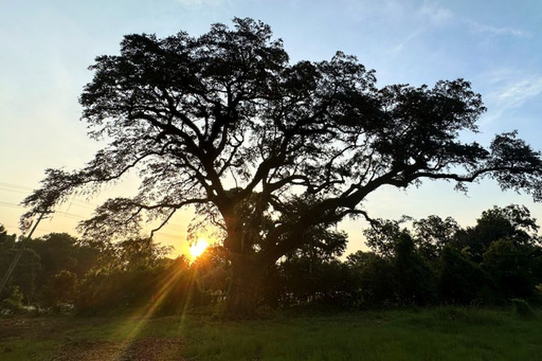 El árbol que estaba vivo cuando ocurrió la Batalla de Eutaw Springs en Carolina del Sur el 13 de agosto del 2026. (AP foto/Allen G. Breed)