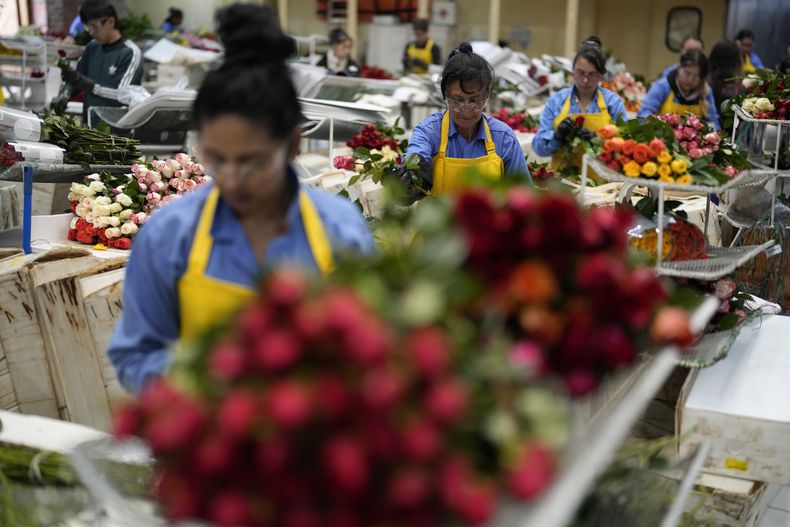 Trabajadores empacan rosas para ser enviadas a Estados Unidos antes del Día de San Valentín, el feriado más importante del año para las ventas de flores recién cortadas, en la compañía de flores Mongibello en Chía, al norte de Bogotá, Colombia, el miércoles 31 de enero de 2024. (AP Foto/Fernando Vergara)
