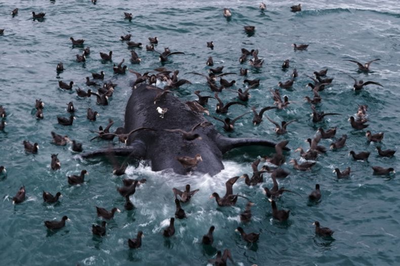 Aves marinas se posan sobre el cadáver de una ballena franca austral frente a la playa El Doradillo, cerca de Puerto Madryn, Argentina, el miércoles 30 de septiembre de 2026. (AP Foto/Maxi Jonas)