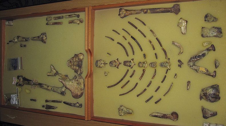 ARCHIVO – El fósil del homínido conocido como Lucy en una exhibición del Museo de Historia Natural de Etiopía, en Adis Abeba, el martes 24 de octubre de 2006. (AP Foto/Les Neuhaus, Archivo)
