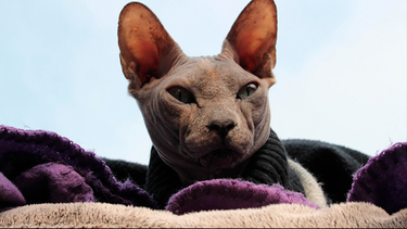 video: un misterioso gato revoluciona las redes