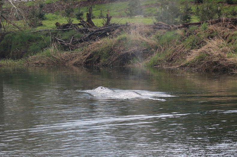 Esta fotografía, proporcionada por el grupo de investigación Cascadia Research Collective, muestra una ballena gris nadando en el río Willapa, el miércoles 1 de abril de 2026, cerca de la bahía de Willapa, estado de Washington. (Cascadia Research Collective vía AP)