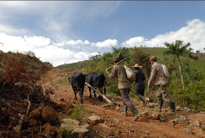 Colaboradores cubanos de la misión agroalimentaria en Venezuela denunciaron que desde junio del 2013 sus familiares en la Isla no reciben el pago mensual por sus servicios, pactado con el Ministerio de Agricultura de la Isla, publicaron fuentes oficiales.