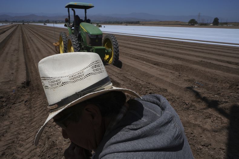 Trabajadores agrícolas trabajan en un campo de fresas en Oxnard, California, el miércoles 18 de junio de 2025. (AP Foto/Damian Dovarganes)