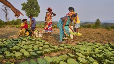 Mujeres de las comunidades indígenas de Gadaba, recogen hojas de tendu para venderlas en la aldea de Hatipakna, en el estado de Odisha, en el este de la India, el miércoles 16 de abril de 2025. (AP Foto/Rafiq Maqbool)