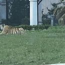 Un hombre es detenido tras huir de la Policía con un tigre en un vecindario de Houston