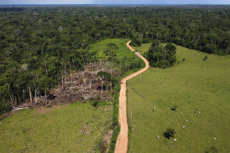 ARCHIVO - Vacas pastan por una zona recientemente deforestada en la Reserva Extractiva de Chico Mendes, en el estado de Acre, Brasil, el 6 de diciembre de 2022. (AP Foto/Eraldo Peres, archivo)