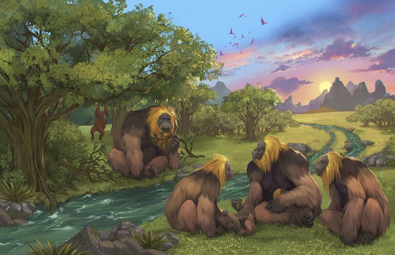 Esta ilustración, proporcionada por investigadores, muestra a simios de la especie Gigantopithecus blacki en un bosque en la región Guangxi del sur de China. (Garcia/Joannes-Boyau/Universidad Southern Cross)