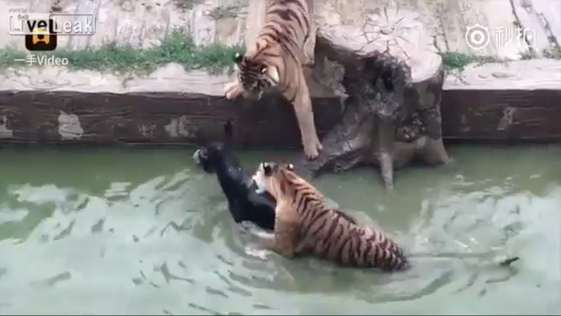 Screen Shot 2017-06-06 at 12.22.52 PM.png