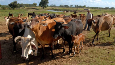 el gobierno cubano anuncia mas de 60 medidas para producir alimentos, incluida la venta liberada de la carne de res