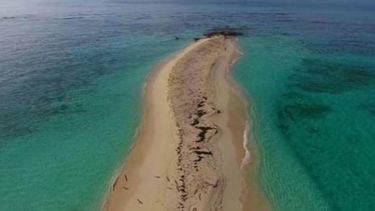 a punto de desaparecer palominito